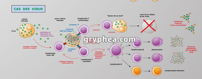 Le système immunitaire et la lutte contre les virus - gryphea.com